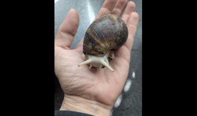 Archachatina Marginata albino - Giant African Land Snail Albino