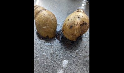 LIMITED STOCK. Archachatina marginata icterica - Albino shell Giant African Land snail