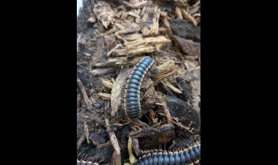 Coromus diaphorus - gold-edged band tail