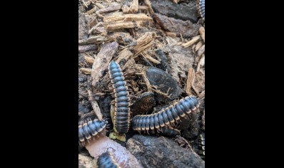 Coromus diaphorus - gold-edged band tail