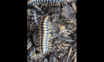 Coromus vittatus vittatus - Marzipan flat-back millipede