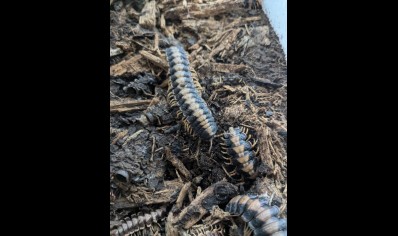 Coromus vittatus vittatus - Marzipan flat-back millipede