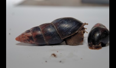 Limicolaria aethiops