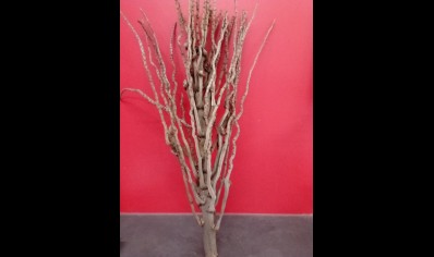 Full stem coconut branch large  50/60cm