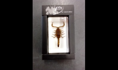 Paperweight Small - scorpion in resin Rectangle