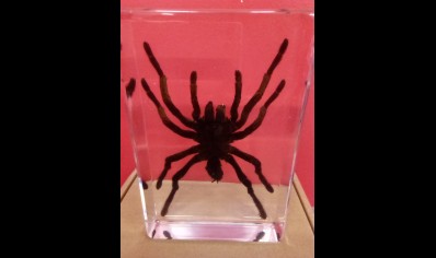 Paperweight -Large Tarantula in resin -Square