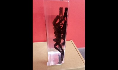 Paperweight -Large Tarantula in resin -Square