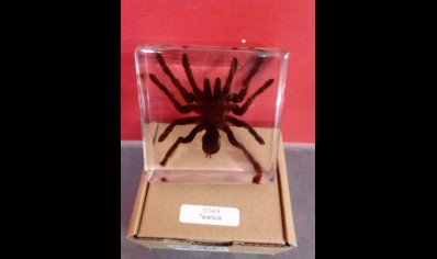 Paperweight -small Tarantula in resin- square 