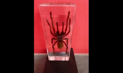 Paperweight Large -Tarantula in resin Rectangle