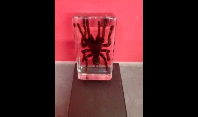 Paperweight Small- Tarantula in Resin Rectangle 