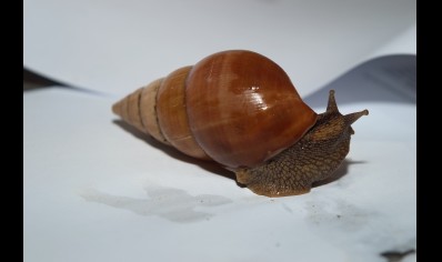 LIMITED STOCK - Limicolaria Flammea Nigeria Brown - 20 Left