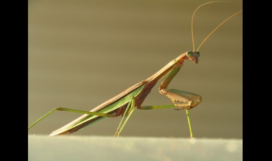 Tenodera sinensis - Chinese mantis