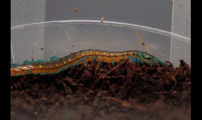 CAPTIVE BRED BY BUGZUK ! Scolopendra Sp. Madagascarensis peedlings