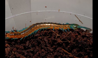 CAPTIVE BRED BY BUGZUK ! Scolopendra Sp. Madagascarensis peedlings