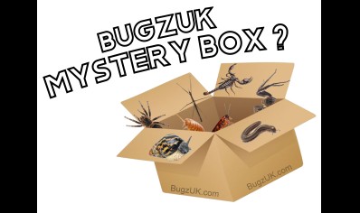 Praying mantis mystery box