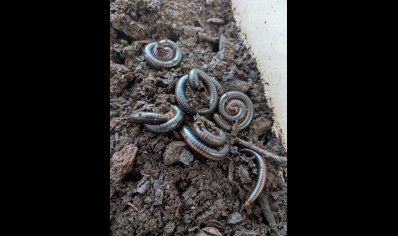 Prinopetalum stulmanni - Metallic Millipede *special offer*