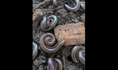 Spirostreptus Sp Nigeria