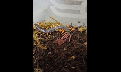 Alipes grandidieri - Feather Tailed Centipede