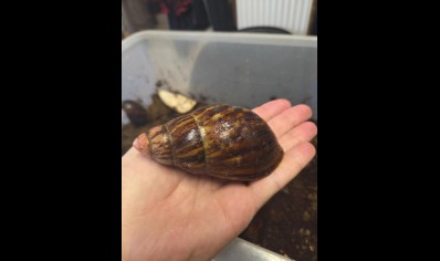 Archachatina marginata suturalis - Pink Tipped Giant African Land Snail
