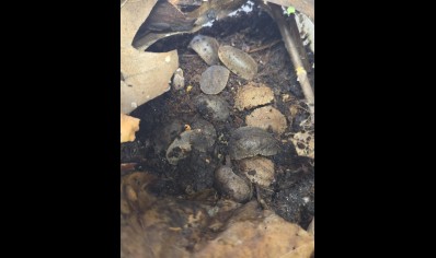 Laevicaulis sp. nigeria - Pancake Slug