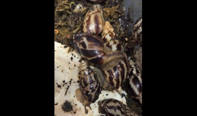 Limicolaria flammea - Benin Dark Stripe