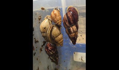 Limicolaria Sp - Random mix