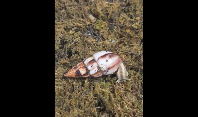 Limicolaria agathina