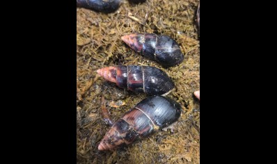 Limicolaria flammea - Black Shell