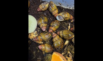Archachatina knorri - Knorri's Giant African Snail