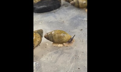 Archachatina porphyrostoma - Nigerian Albino Shell Snail