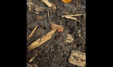 Paradoxosomatidae Sp Nigeria - Red headed flat millipede