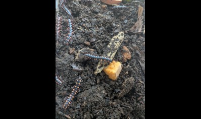 Polydesmida sp Red Spot Nigeria