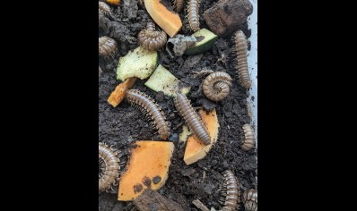 Tymbodesmus falcatus - Caramel flats