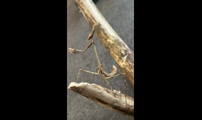 Idolomorpha lateralis - Alien head mantis