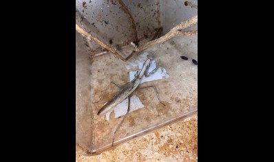 Polyspilota Sp Nigeria (CB by BugzUK)