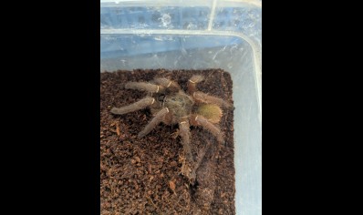 Ephebopus uatuman - Emerald Skeleton