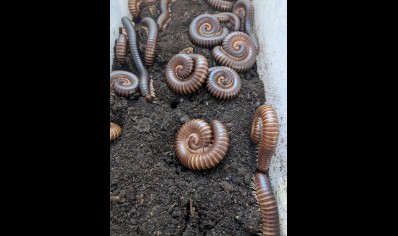 Telodeinopus assiniensis - 8-14cm - Satin Millipede - pack of 5