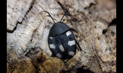 Therea petiveriana - Domino roach (CB by BugzUK) pack of 10