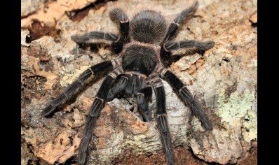 Lasiodora parahybana - 3/4.5cm - Salmon Pink Birdeater (CB by BugzUK) group of 5