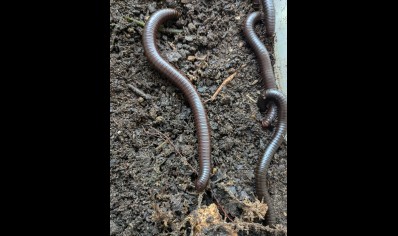 Orthroporus ornatus - Chocolate Desert Millipede 1 left