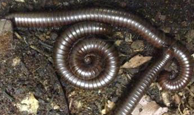 Orthroporus ornatus - Chocolate Desert Millipede 1 left