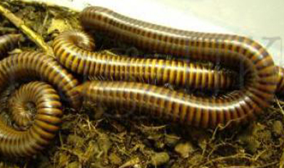 Pachybolus ligulatus - African amber millipede