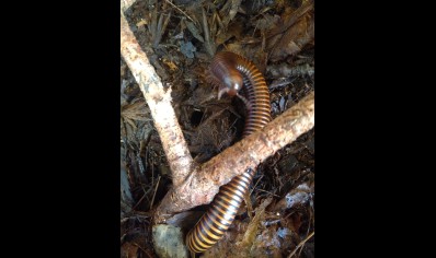 Pachybolus ligulatus - African amber millipede *special offer*