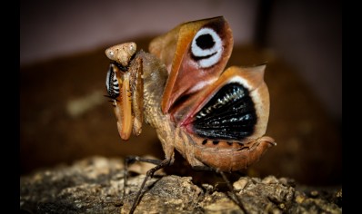 Deroplatys dessicata - Malaysian Dead Leaf Mantis (CB by BugzUK)