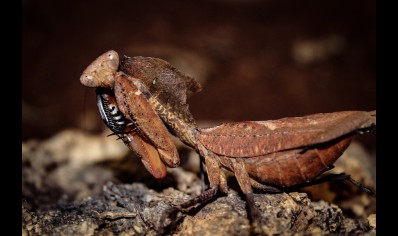 Deroplatys dessicata - Malaysian Dead Leaf Mantis (CB by BugzUK)