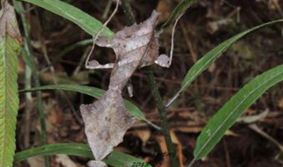 Deroplatys lobata - Southeast Asian dead leaf mantis (CB by BugzUK)