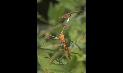 Gongylus gongylodes - Wandering Violin Mantis CB