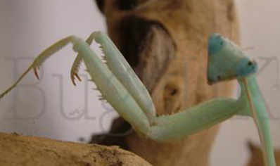 Hierodula membrenacea - Giant Asian Mantis CB - 2 adults avaliable