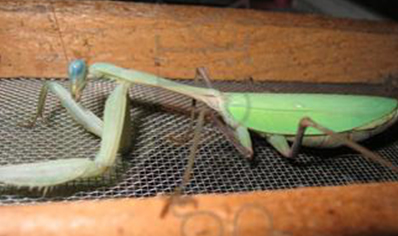 Hierodula membrenacea - Giant Asian Mantis CB - 2 adults avaliable