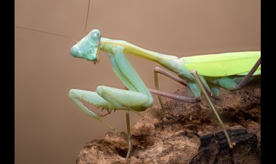 Hierodula membrenacea - Giant Asian Mantis CB